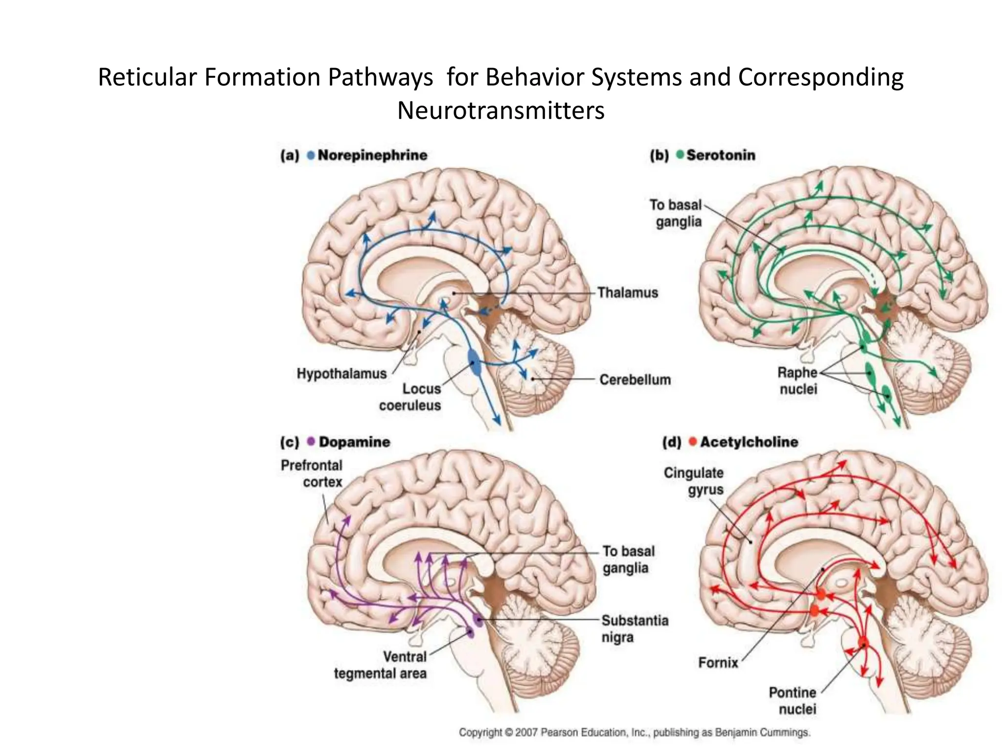 Reticular Formation Pathways for Behavior Systems and Corresponding
Neurotransmitters
 