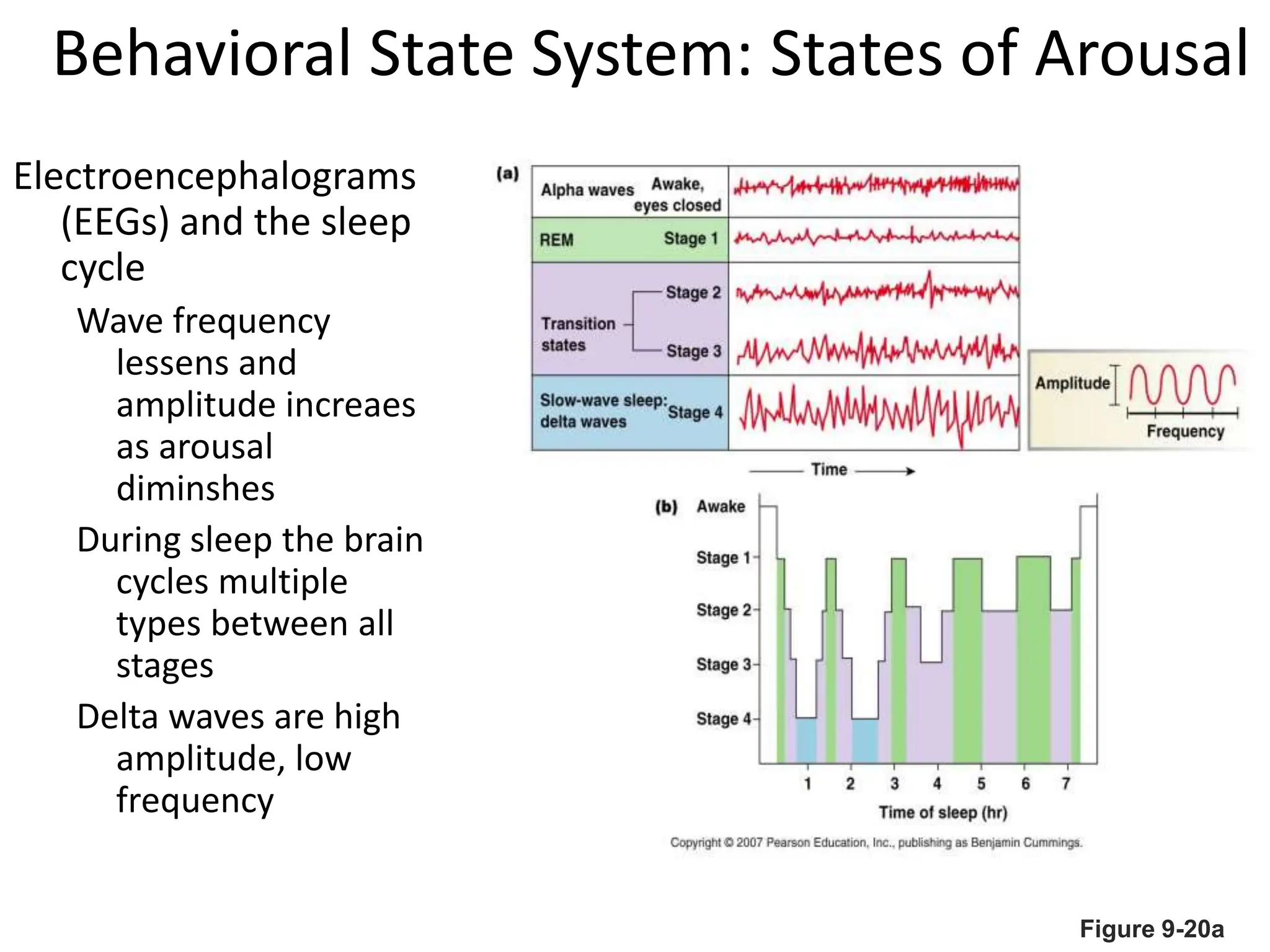 Behavioral State System: States of Arousal
Electroencephalograms
(EEGs) and the sleep
cycle
Wave frequency
lessens and
amplitude increaes
as arousal
diminshes
During sleep the brain
cycles multiple
types between all
stages
Delta waves are high
amplitude, low
frequency
Figure 9-20a
 