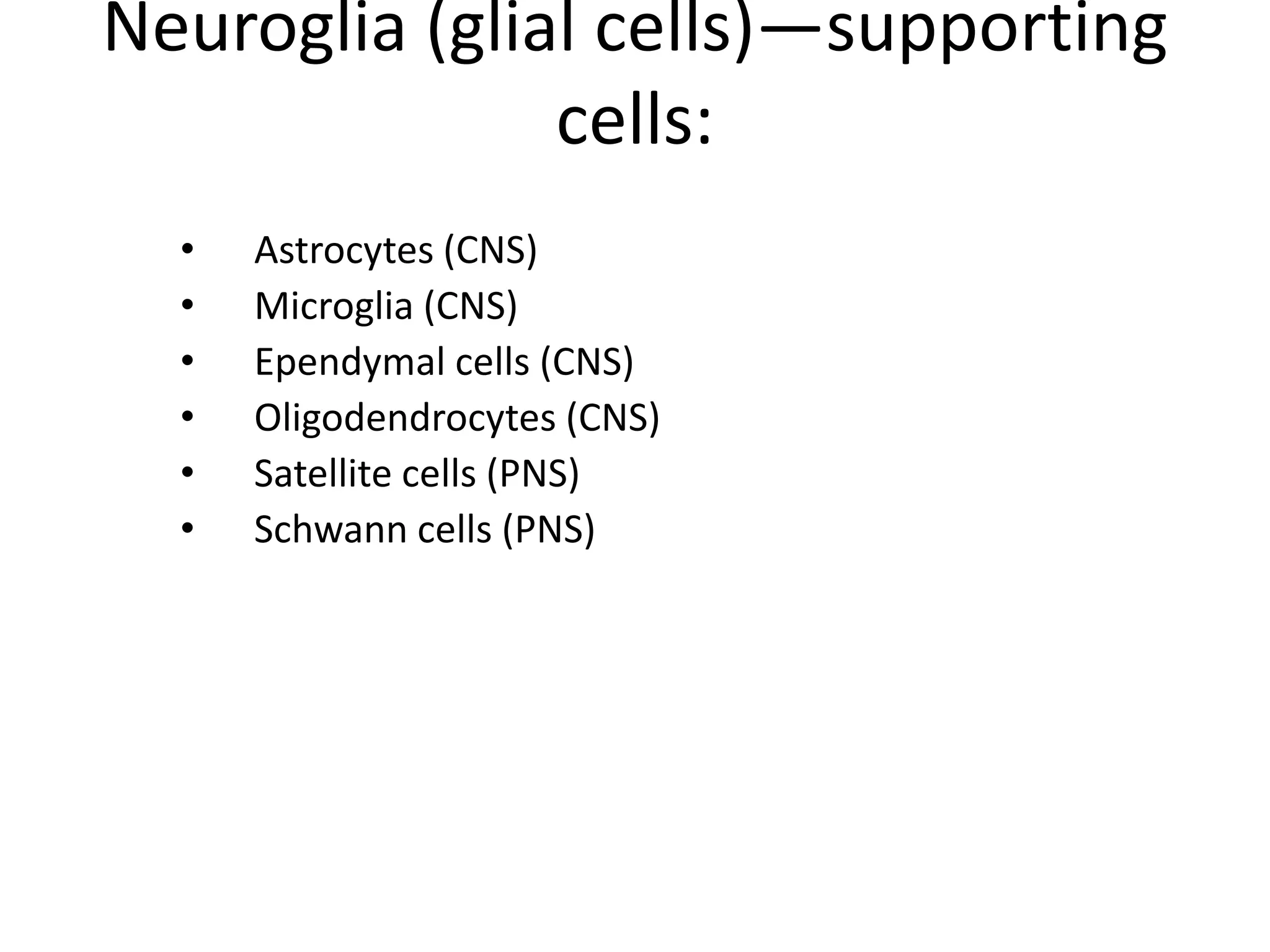 Neuroglia (glial cells)—supporting
cells:
• Astrocytes (CNS)
• Microglia (CNS)
• Ependymal cells (CNS)
• Oligodendrocytes (CNS)
• Satellite cells (PNS)
• Schwann cells (PNS)
 