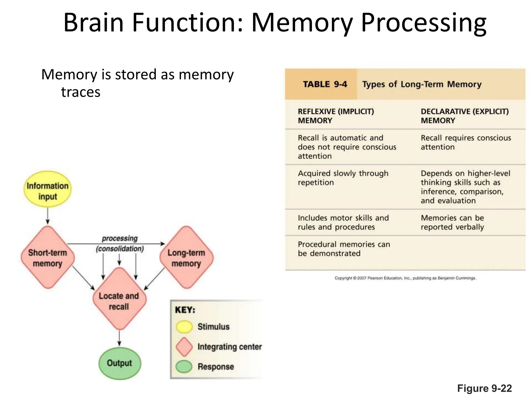 Brain Function: Memory Processing
Memory is stored as memory
traces
Figure 9-22
 