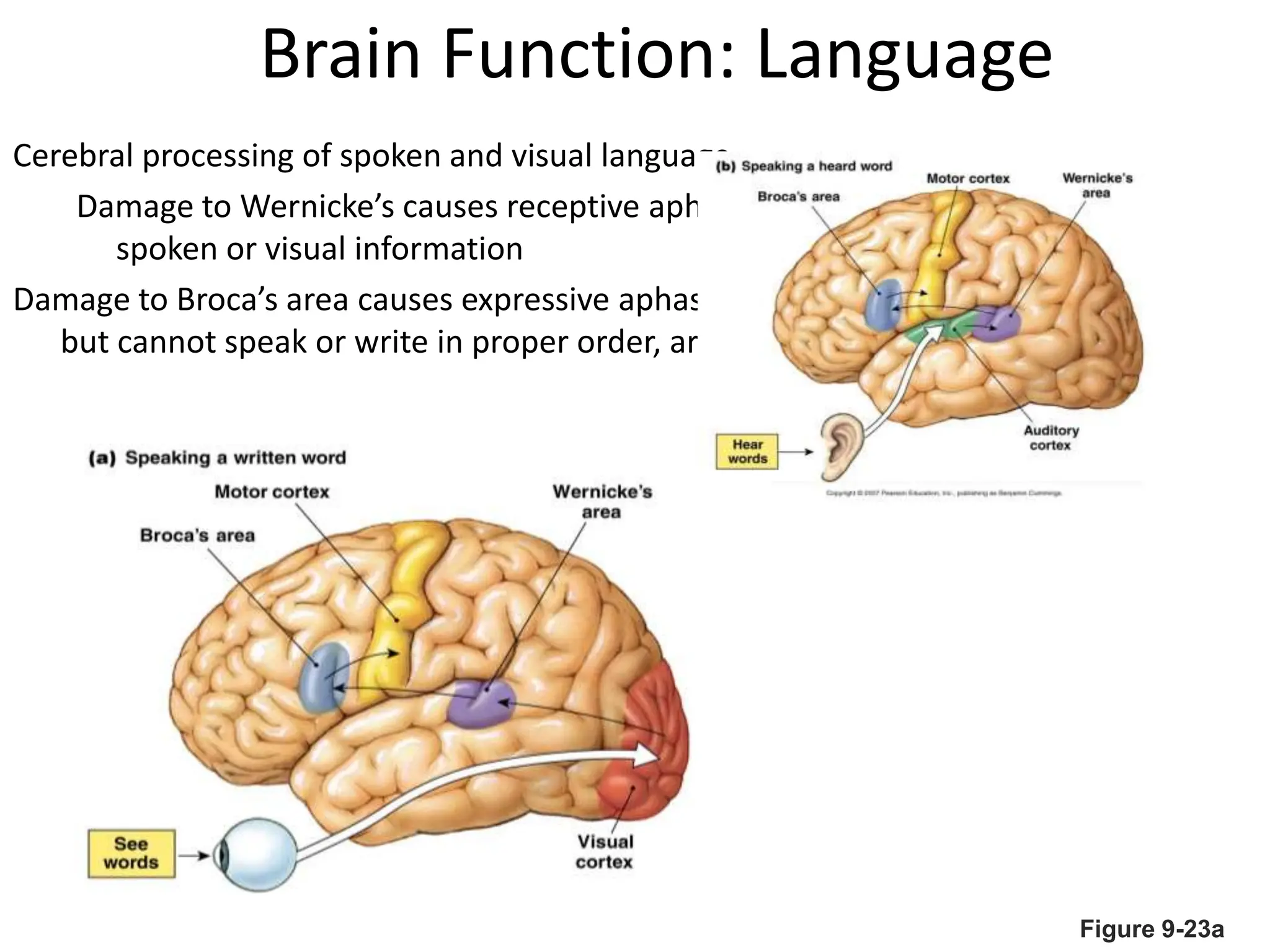 Brain Function: Language
Cerebral processing of spoken and visual language
Damage to Wernicke’s causes receptive aphasia- unable to understand
spoken or visual information
Damage to Broca’s area causes expressive aphasia- can understand information
but cannot speak or write in proper order, are aware of mistakes
Figure 9-23a
 