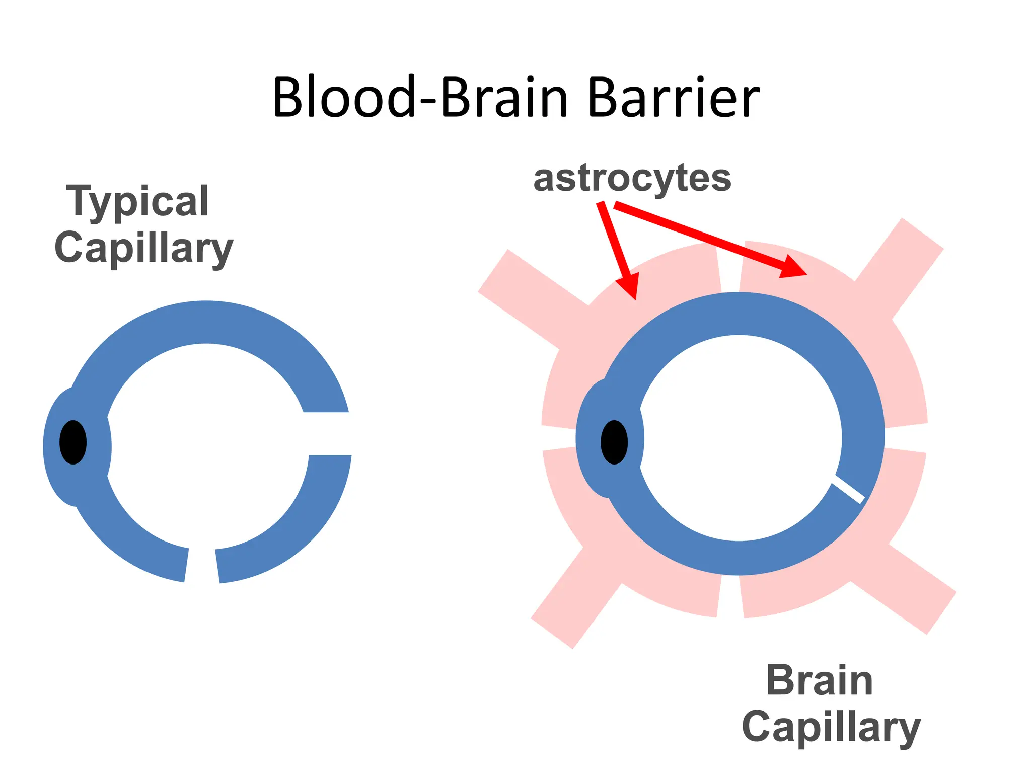 Brain
Capillary
Blood-Brain Barrier
Typical
Capillary
astrocytes
 