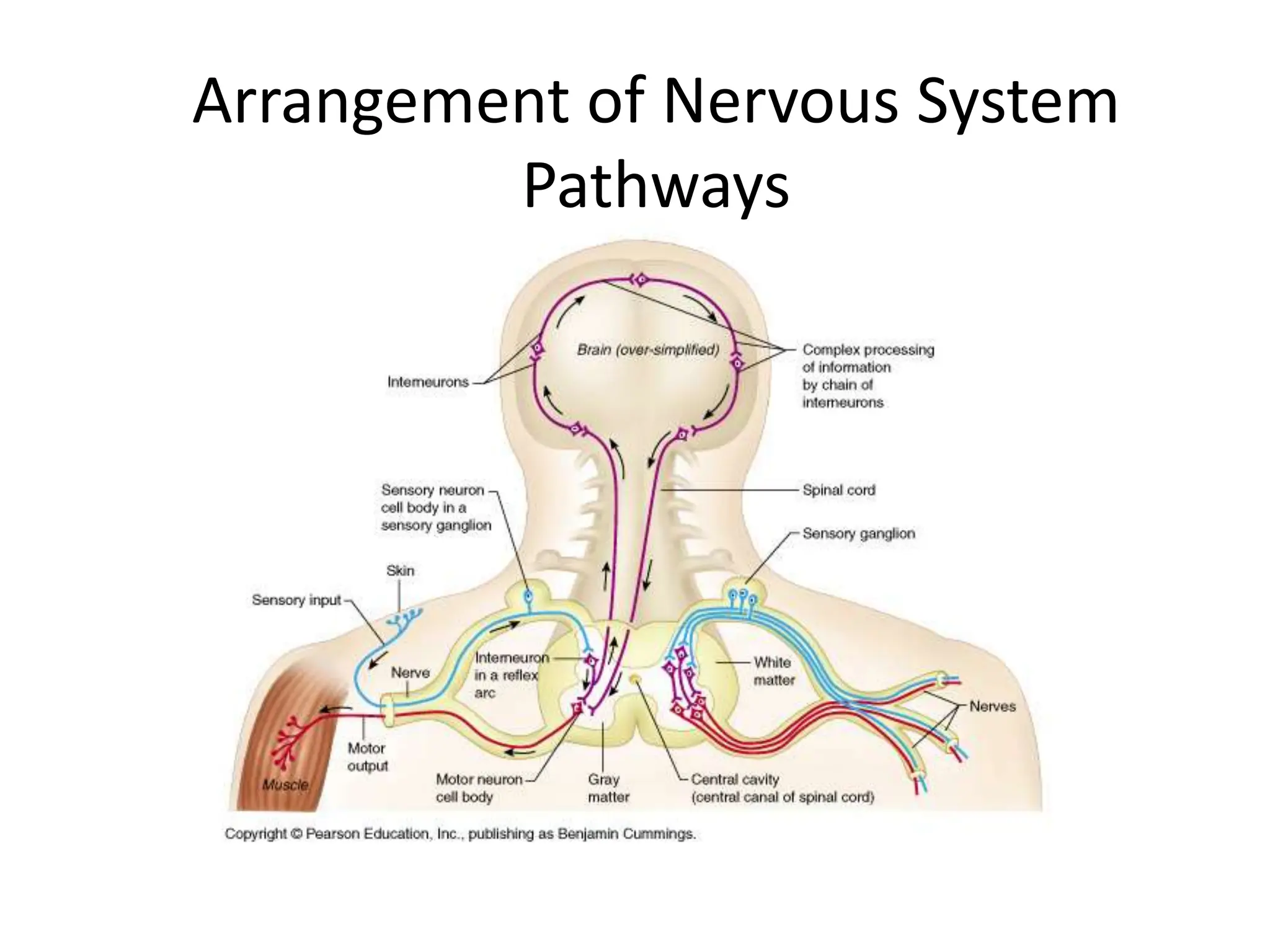 Arrangement of Nervous System
Pathways
 
