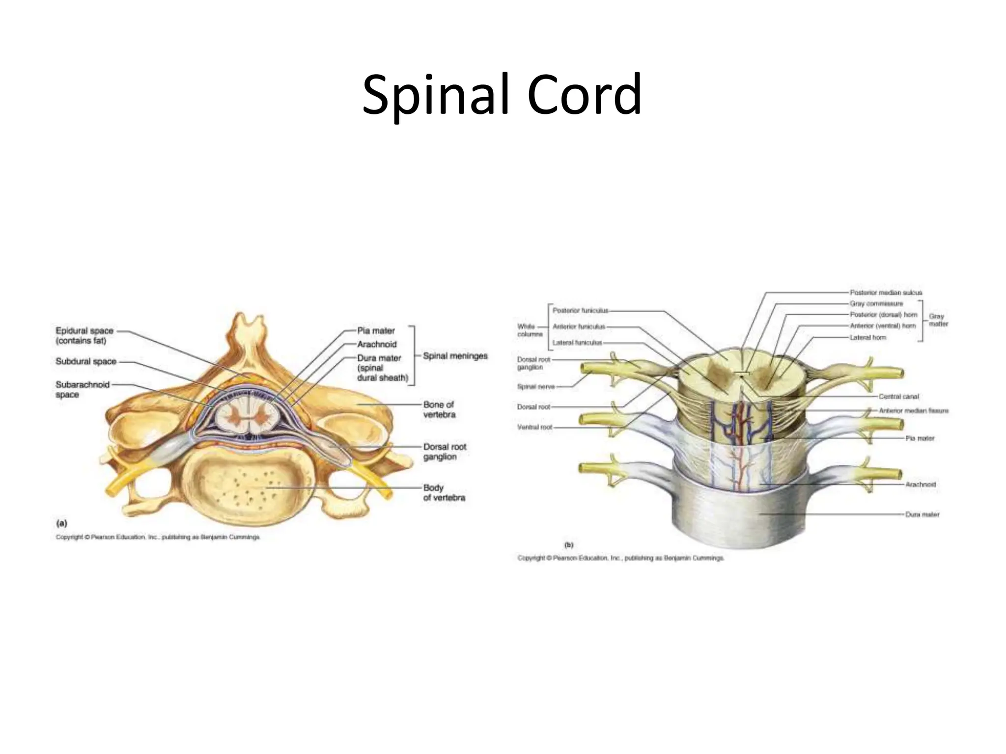 Spinal Cord
 
