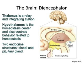 Brain Physiology.ppt (the central nervous system) | PPT