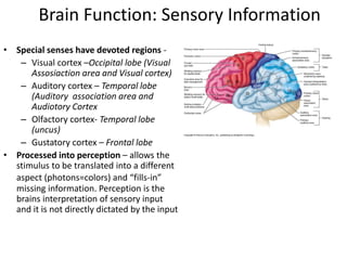 Uncus Brain Function Brain Physiology.ppt (the central nervous system) | PPT