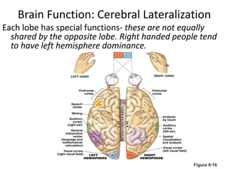 Lateralizationbrain Brain Physiology.ppt (the central nervous system) | PPT