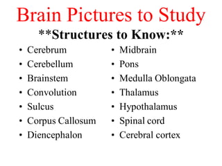 Brain Pictures to Study ** Structures to Know:** 
