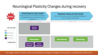 Neurological Plasticity Changes during recovery
Two-stage model of recovery with corresponding neurological strategies and recovery vs. compensation distinctions.
 
