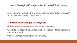 Neurobiological Changes after Acquired Brain Injury
After injury to the brain, the processes of neuroplasticity are thought
to be the underpinnings of Recovery.
1. Increases or changes to synapses:
This includes synaptogenesis and synaptic plasticity
Dendrite changes including increased arborization, dendritic growth
and spine growth
Axonal changes including axonal sprouting
 