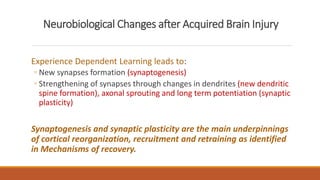Neurobiological Changes after Acquired Brain Injury
Experience Dependent Learning leads to:
◦ New synapses formation (synaptogenesis)
◦ Strengthening of synapses through changes in dendrites (new dendritic
spine formation), axonal sprouting and long term potentiation (synaptic
plasticity)
Synaptogenesis and synaptic plasticity are the main underpinnings
of cortical reorganization, recruitment and retraining as identified
in Mechanisms of recovery.
 