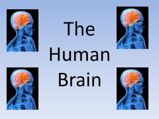 The
Human
Brain
 