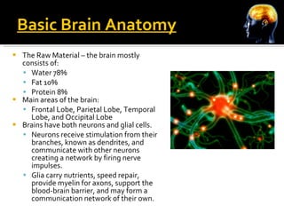 Basic Brain Anatomy The Raw Material – the brain mostly consists of:  Water 78% Fat 10% Protein 8% Main areas of the brain: Frontal Lobe, Parietal Lobe, Temporal Lobe, and Occipital Lobe Brains have both neurons and glial cells. Neurons receive stimulation from their branches, known as dendrites, and communicate with other neurons creating a network by firing nerve impulses. Glia carry nutrients, speed repair, provide myelin for axons, support the blood-brain barrier, and may form a communication network of their own.  