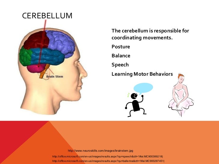 Brain powerpoint template