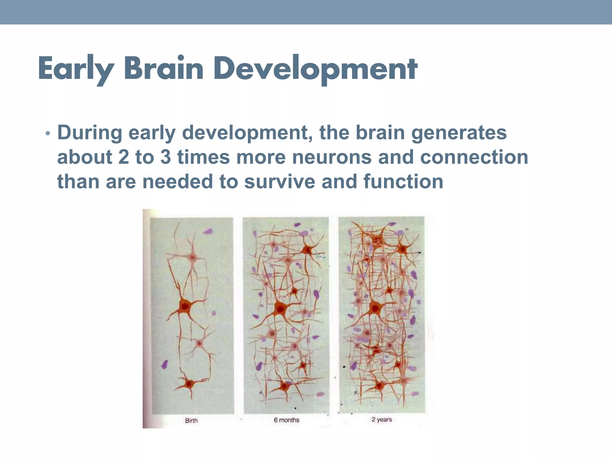 Early Brain Development
• During early development, the brain generates
about 2 to 3 times more neurons and connection
than are needed to survive and function
 