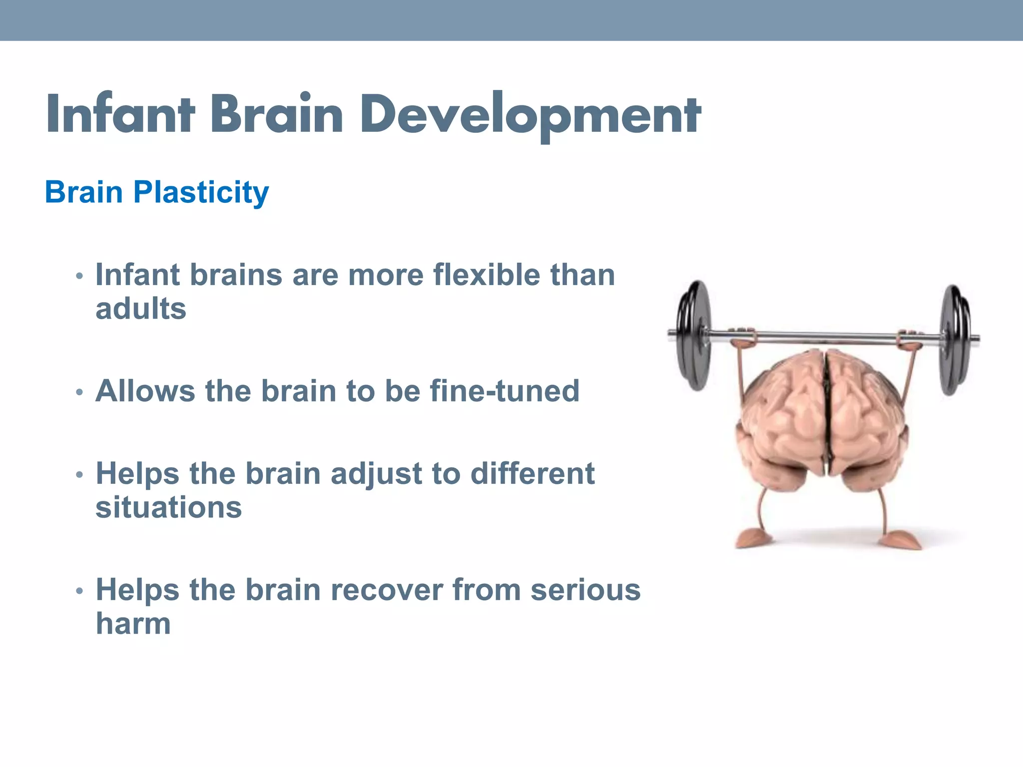 Infant Brain Development
Brain Plasticity
• Infant brains are more flexible than
adults
• Allows the brain to be fine-tuned
• Helps the brain adjust to different
situations
• Helps the brain recover from serious
harm
 
