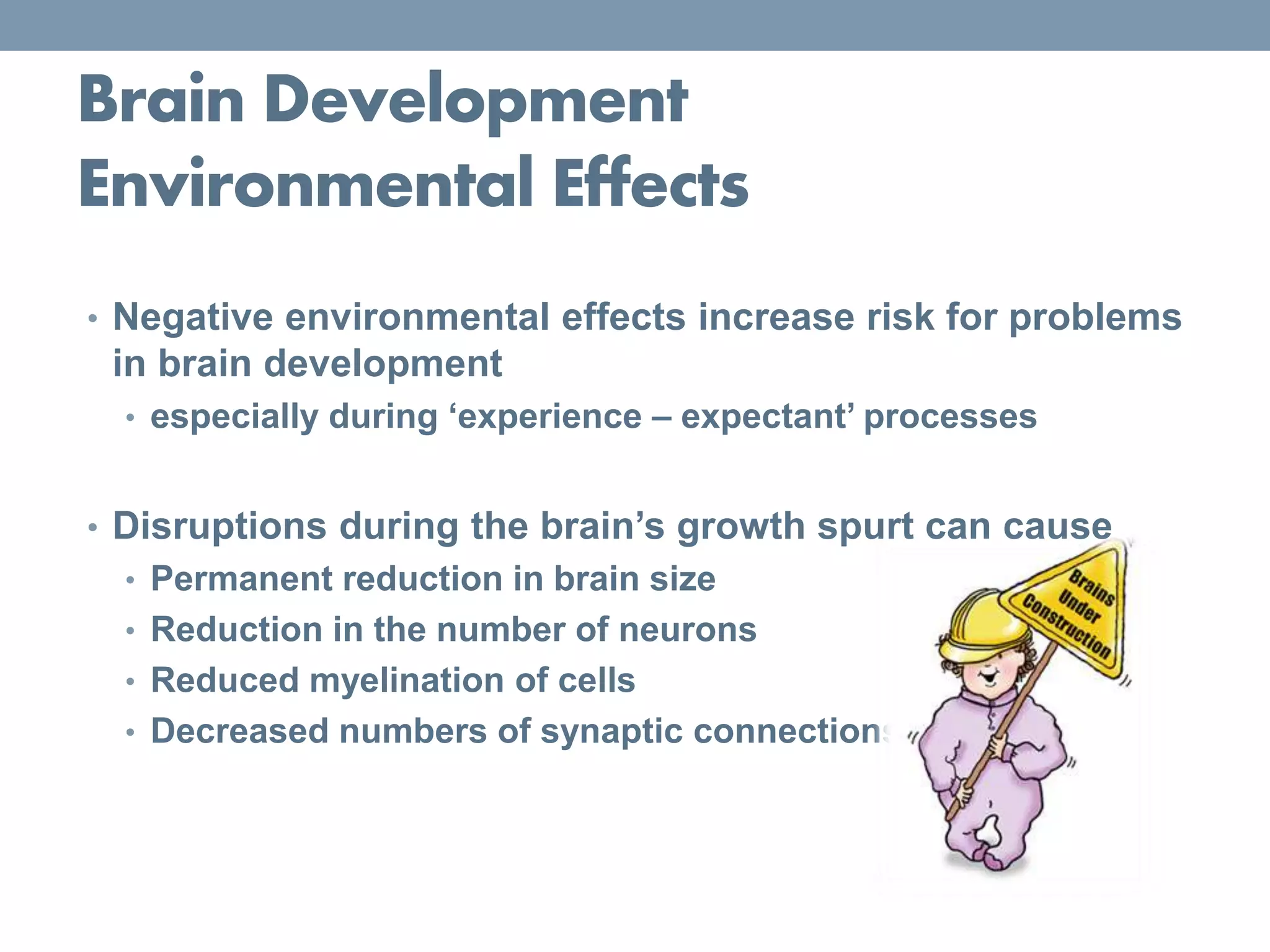 Brain Development
Environmental Effects
• Negative environmental effects increase risk for problems
in brain development
• especially during ‘experience – expectant’ processes
• Disruptions during the brain’s growth spurt can cause
• Permanent reduction in brain size
• Reduction in the number of neurons
• Reduced myelination of cells
• Decreased numbers of synaptic connections
 