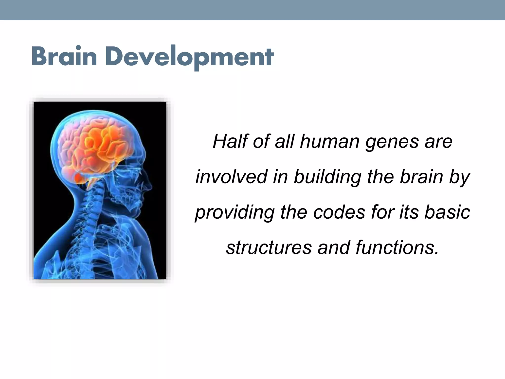 Half of all human genes are
involved in building the brain by
providing the codes for its basic
structures and functions.
Brain Development
 