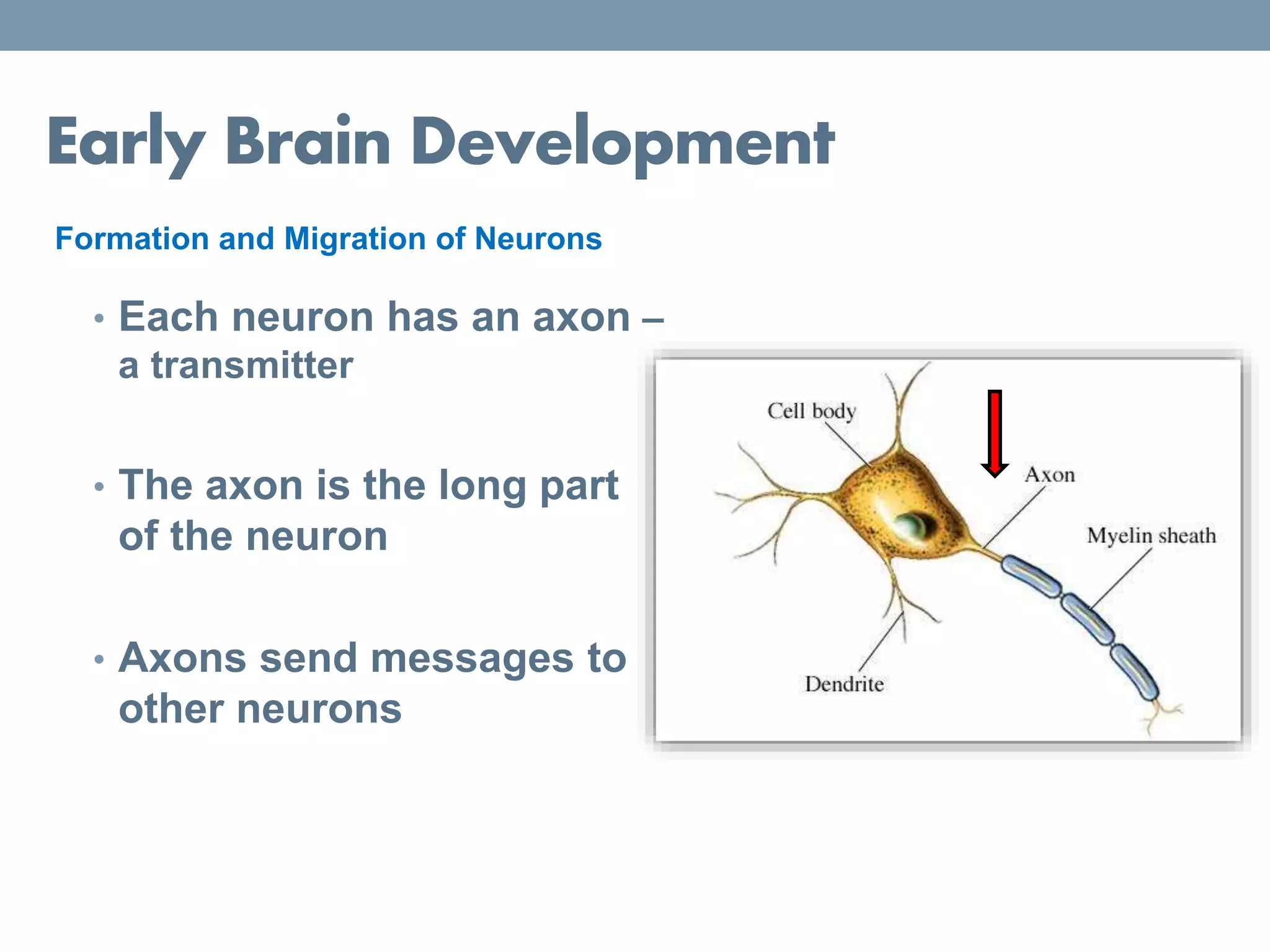 Early Brain Development
Formation and Migration of Neurons
• Each neuron has an axon –
a transmitter
• The axon is the long part
of the neuron
• Axons send messages to
other neurons
 