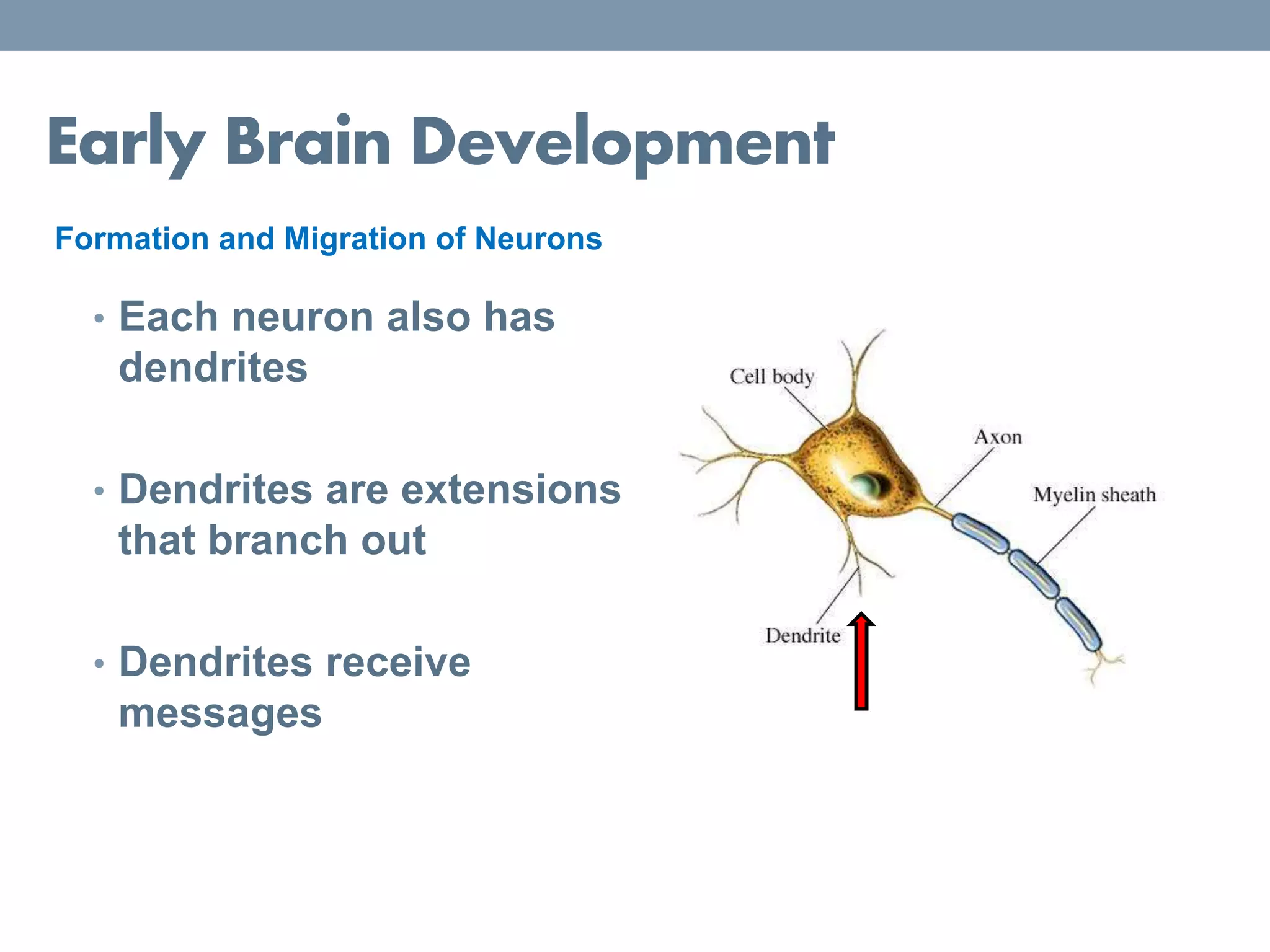 Early Brain Development
Formation and Migration of Neurons
• Each neuron also has
dendrites
• Dendrites are extensions
that branch out
• Dendrites receive
messages
 