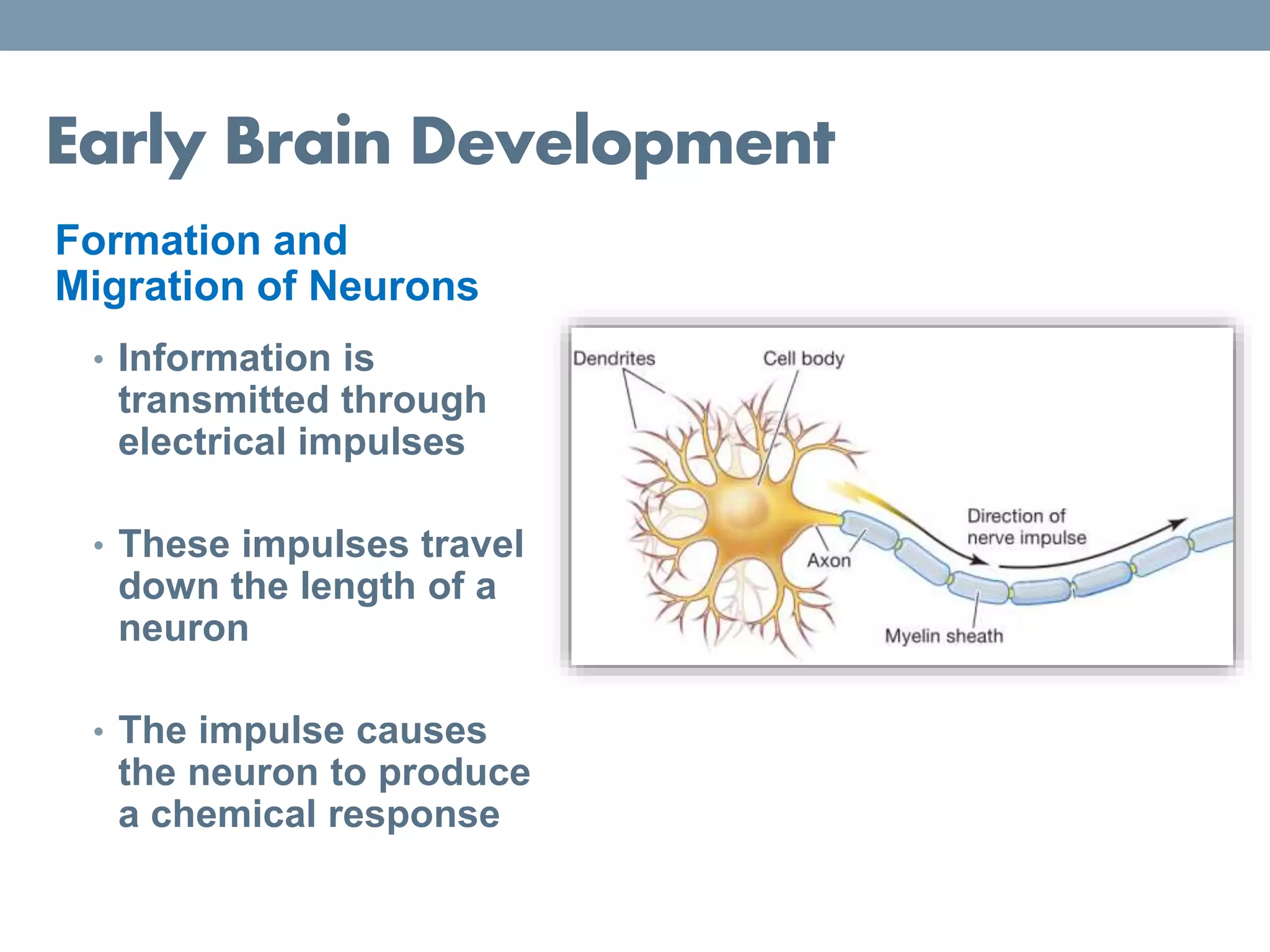 Early Brain Development
Formation and
Migration of Neurons
• Information is
transmitted through
electrical impulses
• These impulses travel
down the length of a
neuron
• The impulse causes
the neuron to produce
a chemical response
 
