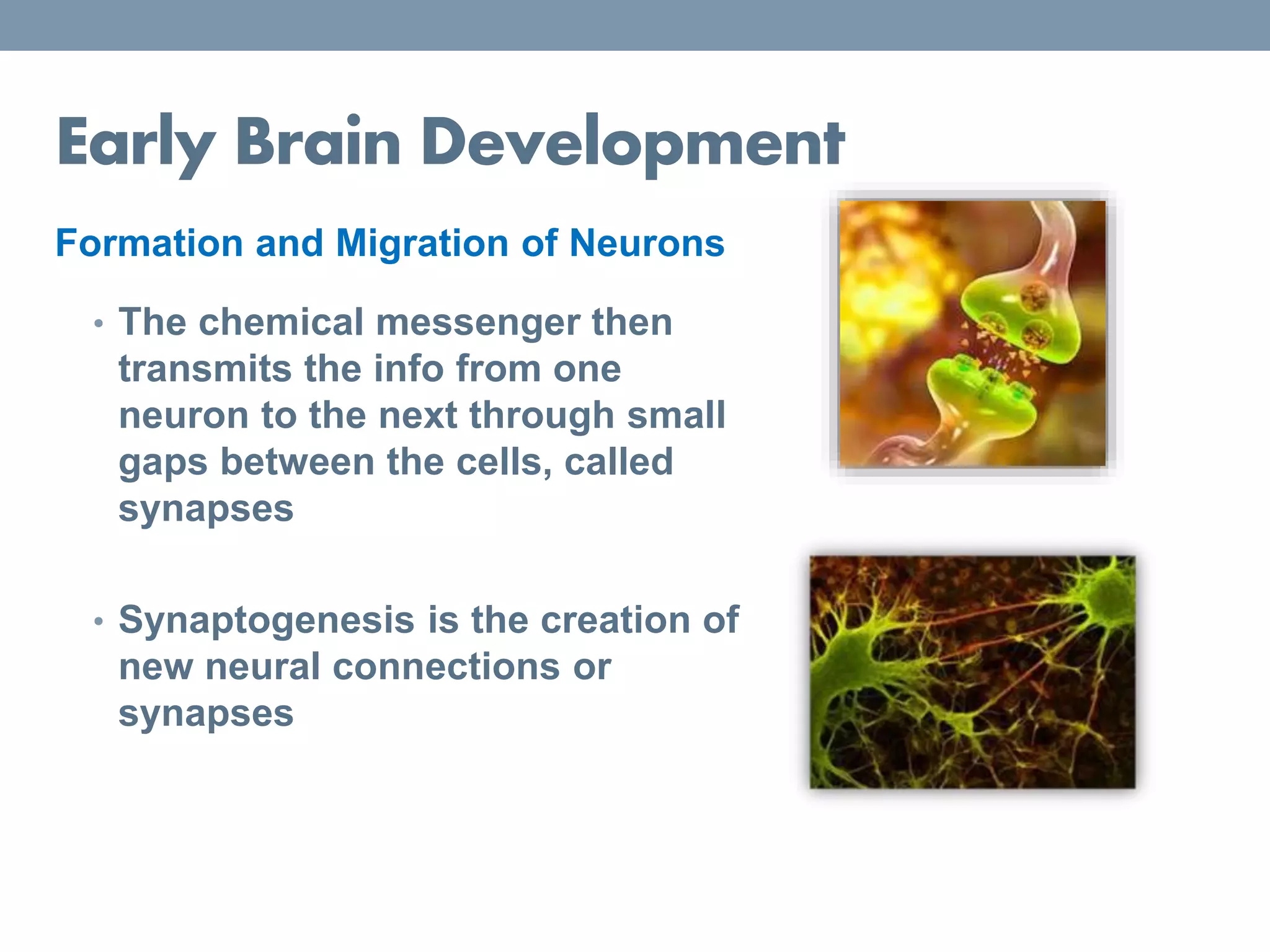 Early Brain Development
Formation and Migration of Neurons
• The chemical messenger then
transmits the info from one
neuron to the next through small
gaps between the cells, called
synapses
• Synaptogenesis is the creation of
new neural connections or
synapses
 