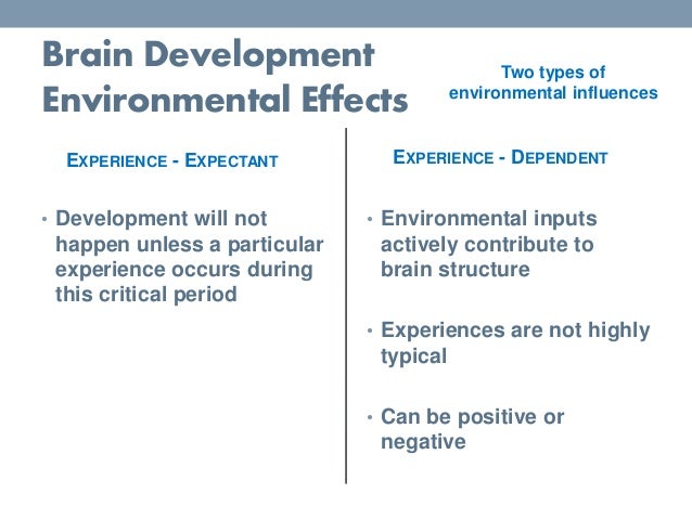 brain pp experience expectant brain growth