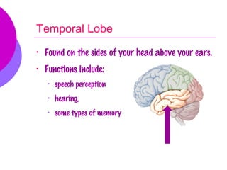 Temporal Lobe
•   Found on the sides of your head above your ears.
•   Functions include:
    •   speech perception
    •   hearing,
    •   some types of memory
 