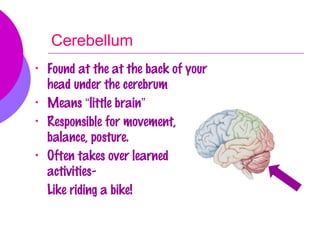 Cerebellum
•   Found at the at the back of your
    head under the cerebrum
•   Means “little brain”
•   Responsible for movement,
    balance, posture.
•   Often takes over learned
    activities-
    Like riding a bike!
 