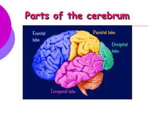 Parts of the cerebrum
 