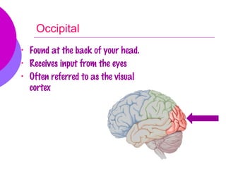 Occipital
•   Found at the back of your head.
•   Receives input from the eyes
•   Often referred to as the visual
    cortex
 