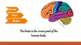 Know
Your
Brain
The brain is the crown jewel of the
human body.
 