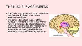 THE NUCLEUS ACCUMBENS
• The nucleus accumbens plays an important
role in reward, pleasure, emotions,
aggression and fear.
• The core and shell subregions of the
nucleus accumbens receive inputs from a
variety of limbic and prefrontal regions,
including the amygdala and hippocampus,
and make up a network involved in
acquisition, encoding and retrieval of
aversive learning and memory processes.
 