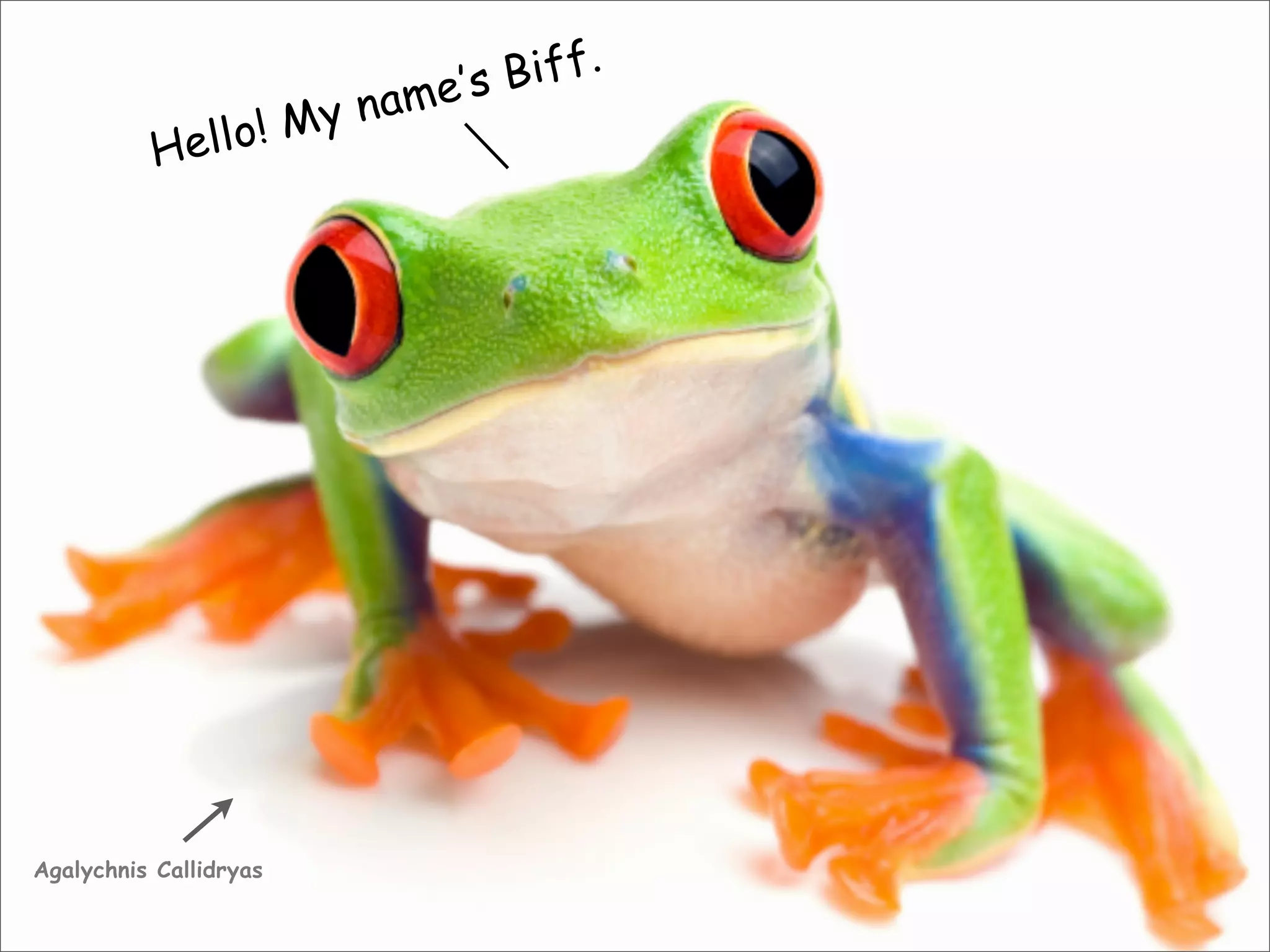 Hello! My name’s Biff.
Agalychnis Callidryas
 