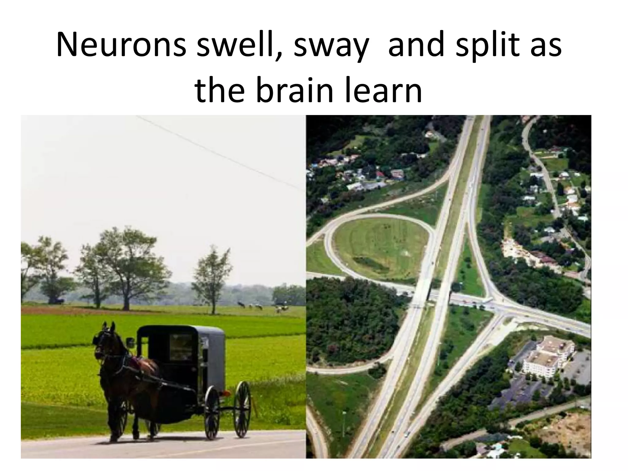 Neurons swell, sway and split as
        the brain learn
 