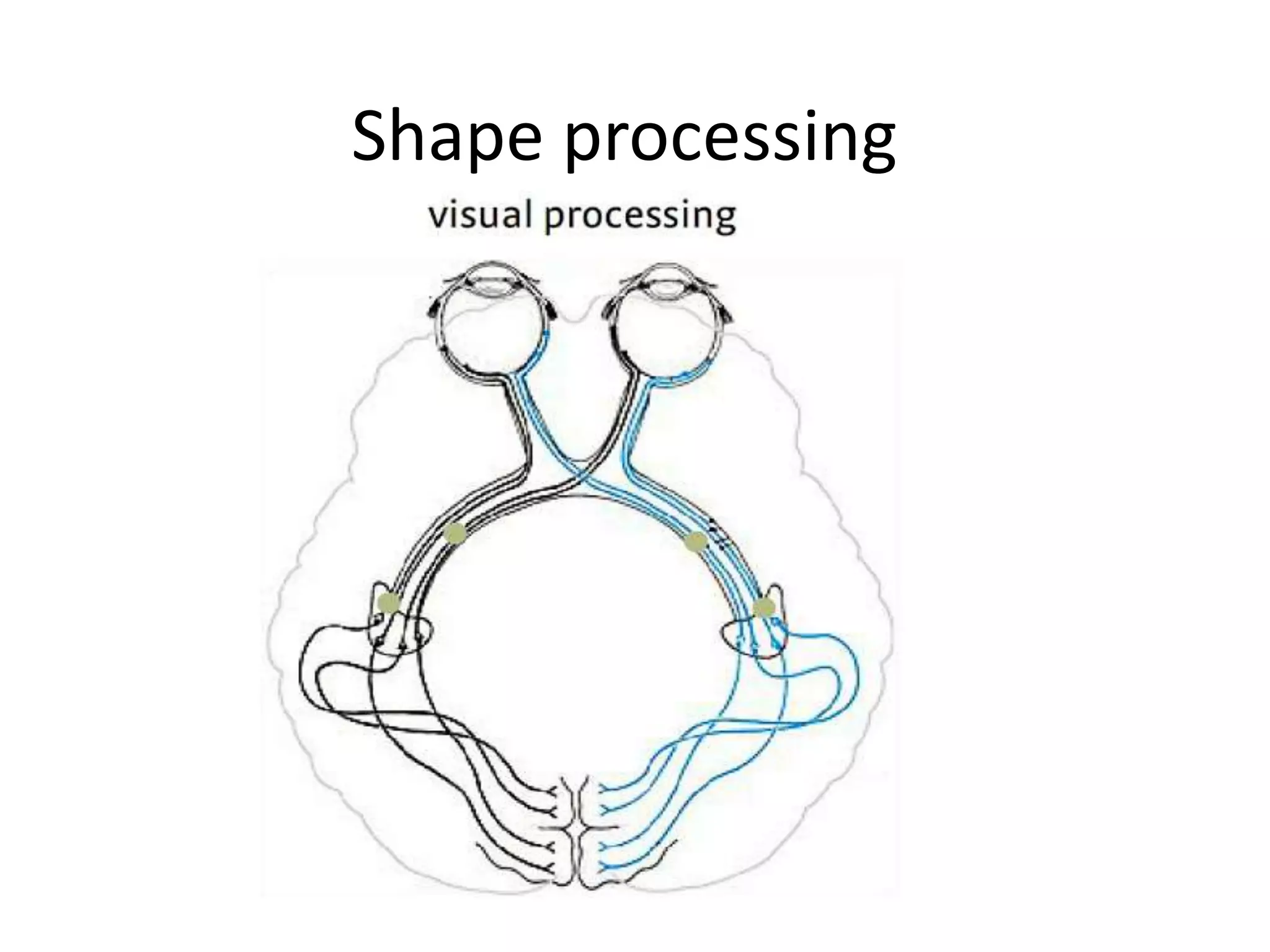 Shape processing
 
