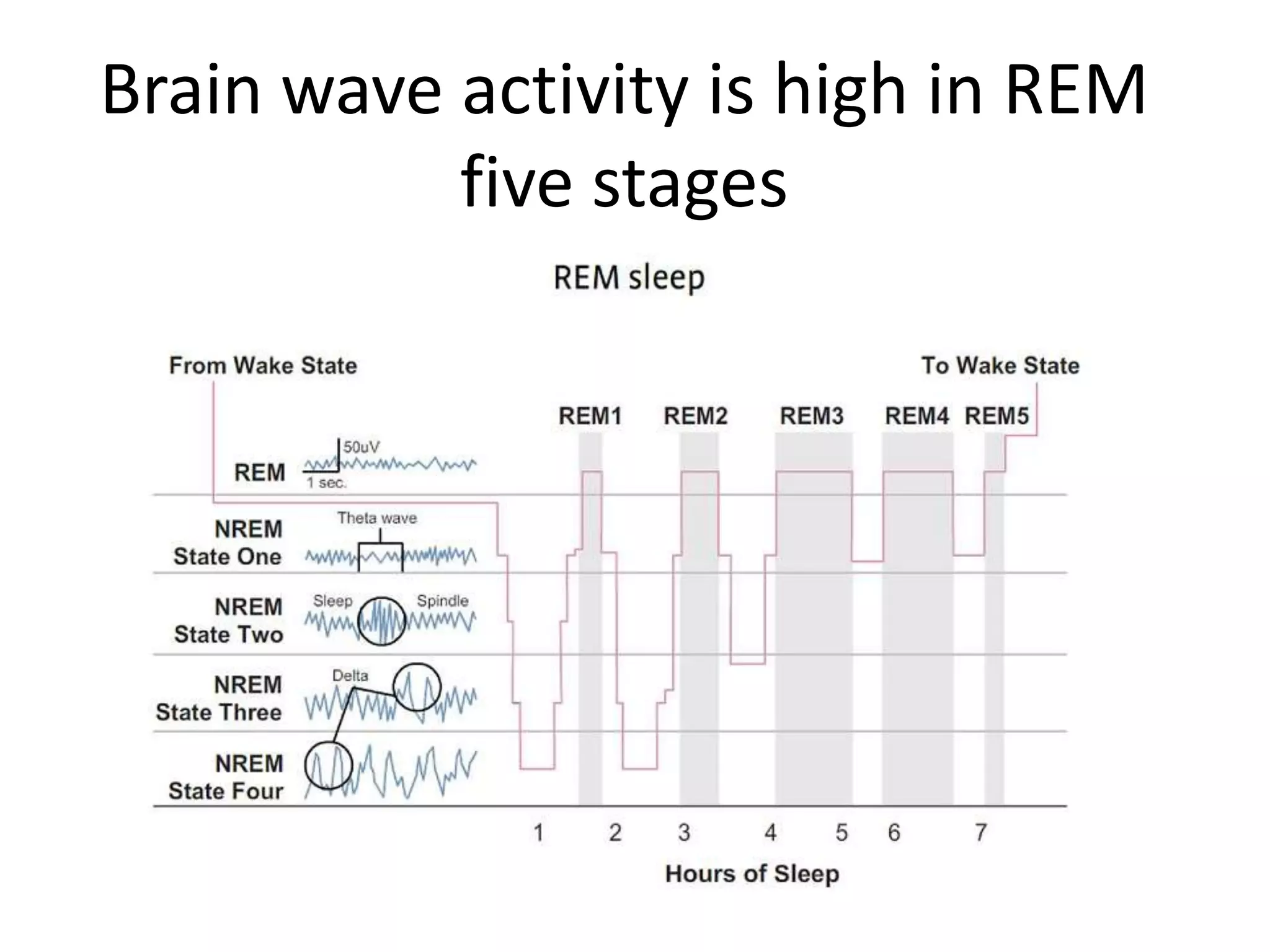 Brain wave activity is high in REM
           five stages
 