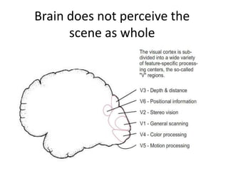 Brain does not perceive the
      scene as whole
 