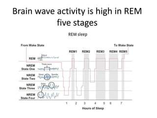 Brain wave activity is high in REM
           five stages
 