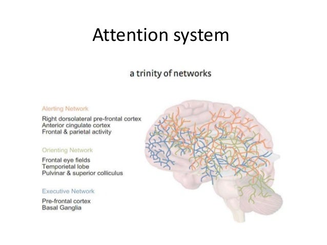 Brain rules bbp version