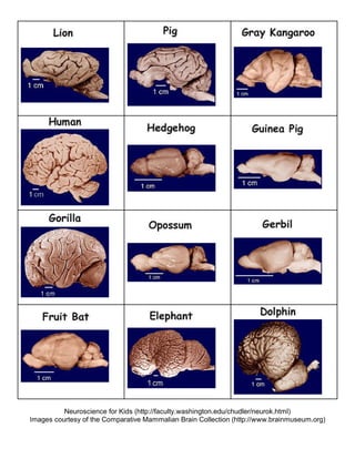 Neuroscience for Kids (http://faculty.washington.edu/chudler/neurok.html)
Images courtesy of the Comparative Mammalian Brain Collection (http://www.brainmuseum.org)
 