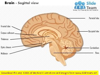 Parietal lobe
Occipital lobe
Cerebellum
PonsMidbrain
Corpus callosum
Frontal lobe
Thalamus
Optic chiasm
Brain - Sagittal view
 