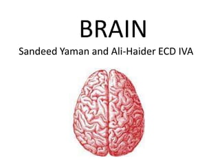 BRAIN
Sandeed Yaman and Ali-Haider ECD IVA

 