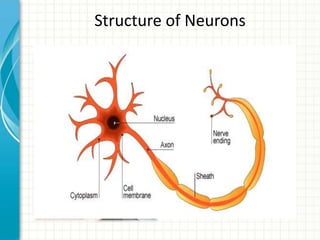 Structure of Neurons

• Working from home
• Working offsite
• Technology
requirements

 