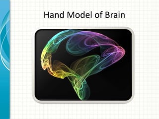 Hand Model of Brain

 