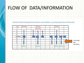 FLOW OF DATA/INFORMATION
Schematic of the Six layered Cortical Column and the Bottom -up and top-down flow of Information
Layers

TOP-Down

Top-Down
Dominance

Top Down

1
2
3
AWARNESS
4
5
6

Visceral Maps
Data
Ghut Feeling
Bottom-Up

Bottom-Up

Bottom-Up Dominance

 