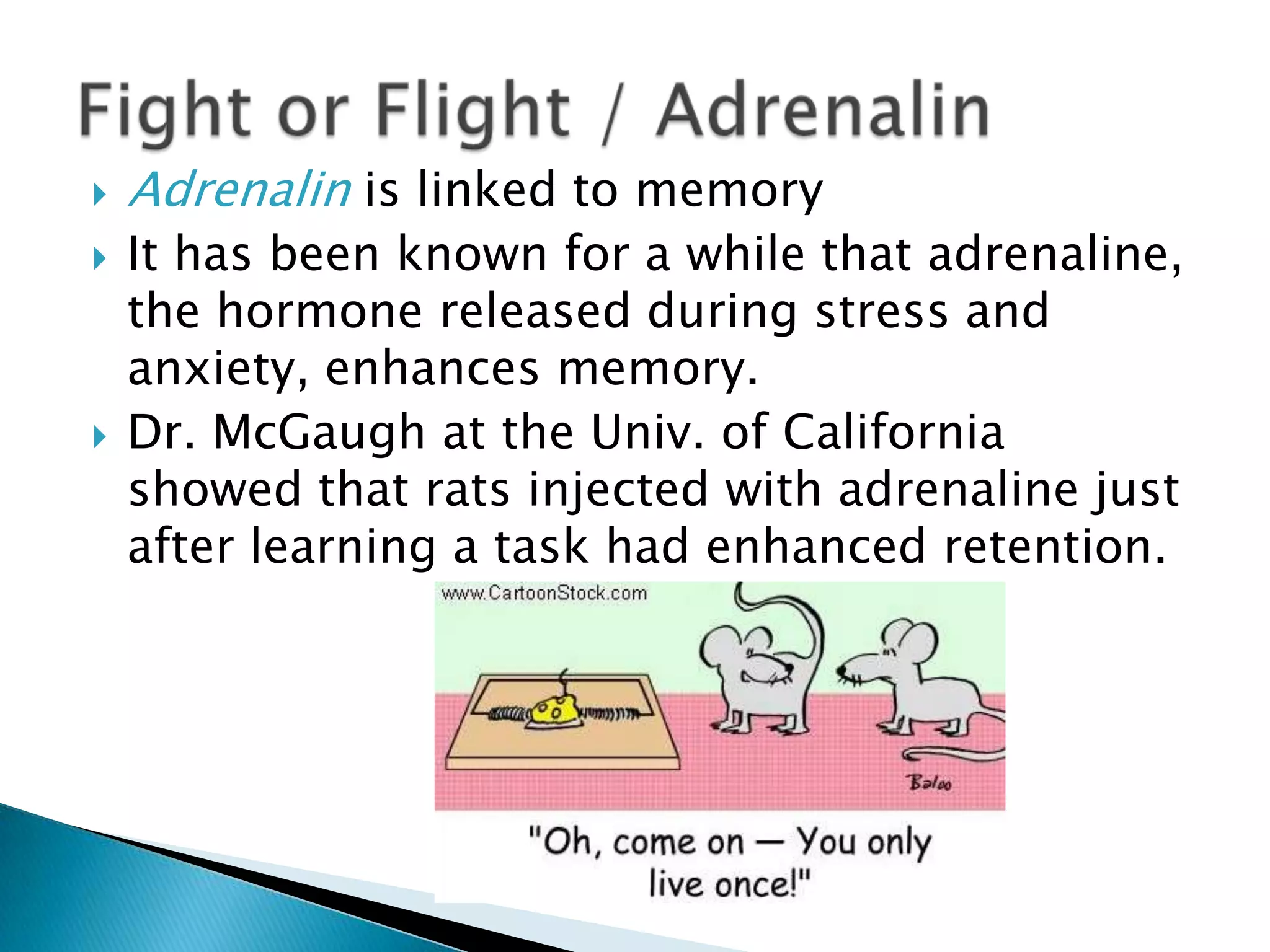 When we’re asleep, the brain is not resting at all. It is very active! It’s possible that the reason we need to sleep is so that we can learn.Rule #7: Sleep well, think wellThese PET scans show stages of sleep and wakefulness. When awake (left), the brain shows active areas in red and yellow, with inactive areas in blue. During normal sleep, the brain is less active, but purple and yellow areas are still active.