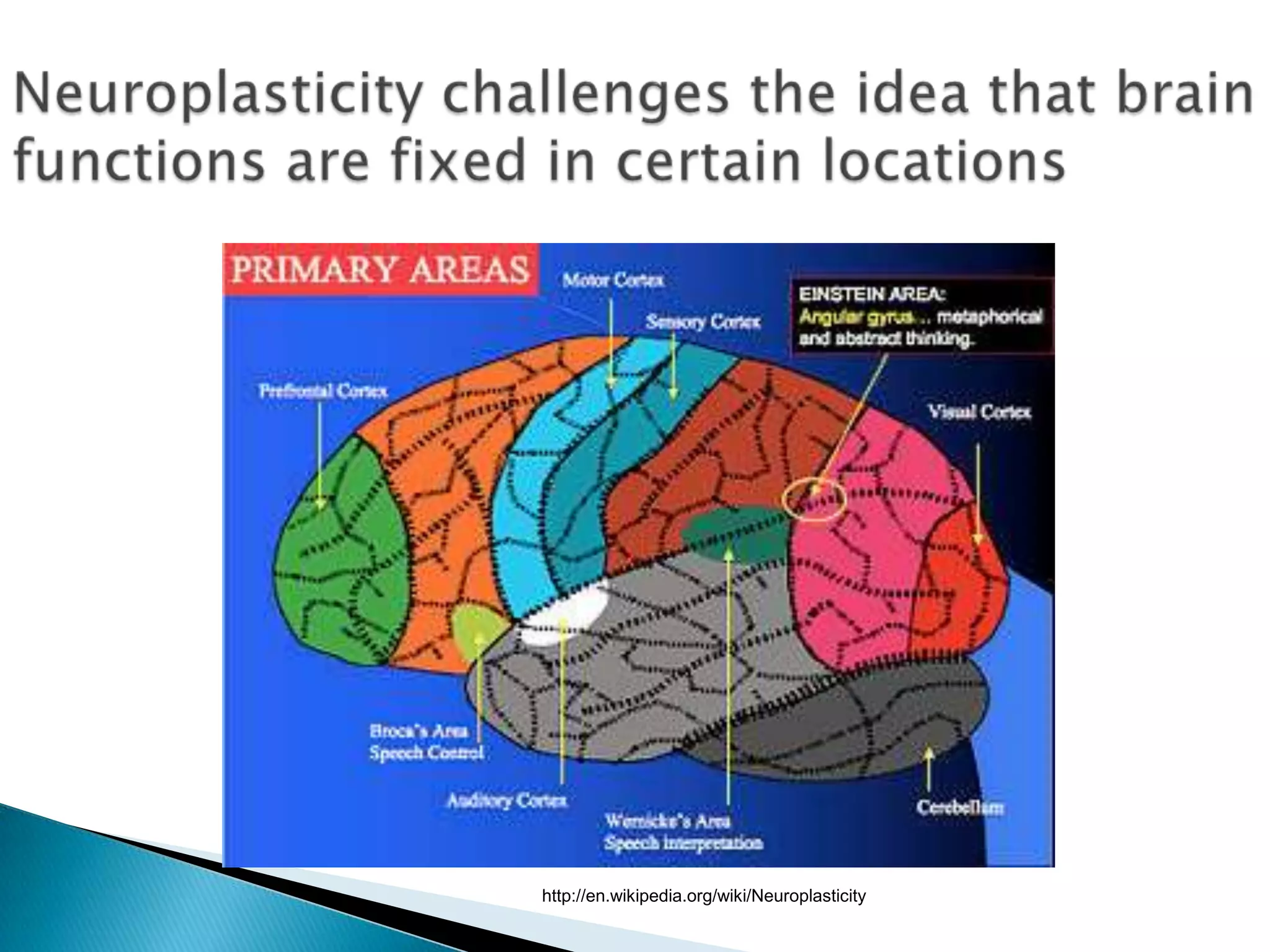 Neuroplasticity challenges the idea that brain functions are fixed in certain locationshttp://en.wikipedia.org/wiki/Neuroplasticity