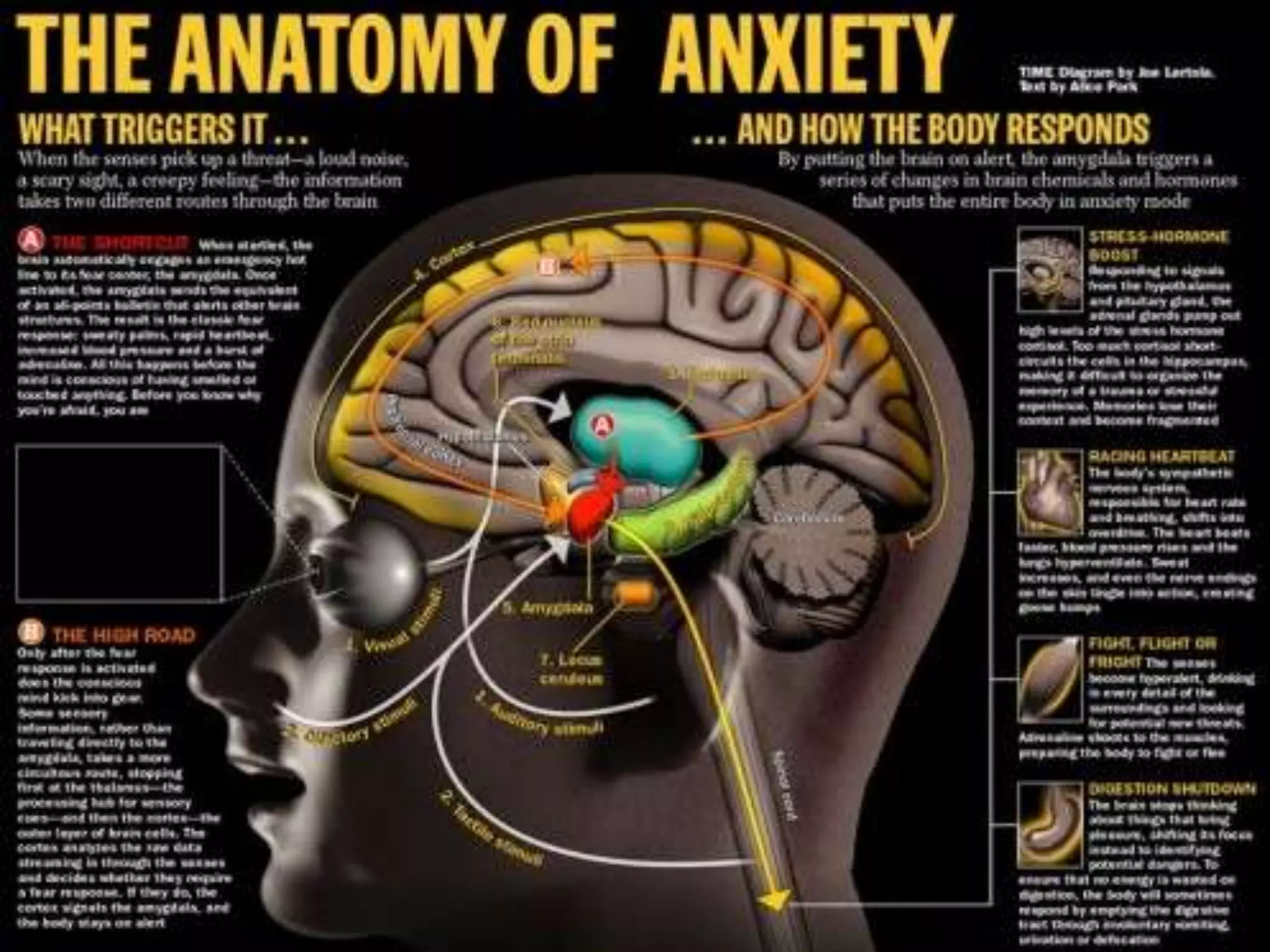 Our senses work together so it is important to stimulate them! Your head crackles with the perceptions of the whole world, sight, sound, taste, smell and touchRule #9: Stimulate more of the sensesThe learning link. Those in multisensory environments always do better than those in unisensory environments. They have more recall with better resolution that lasts longer, evident even 20 years later. 