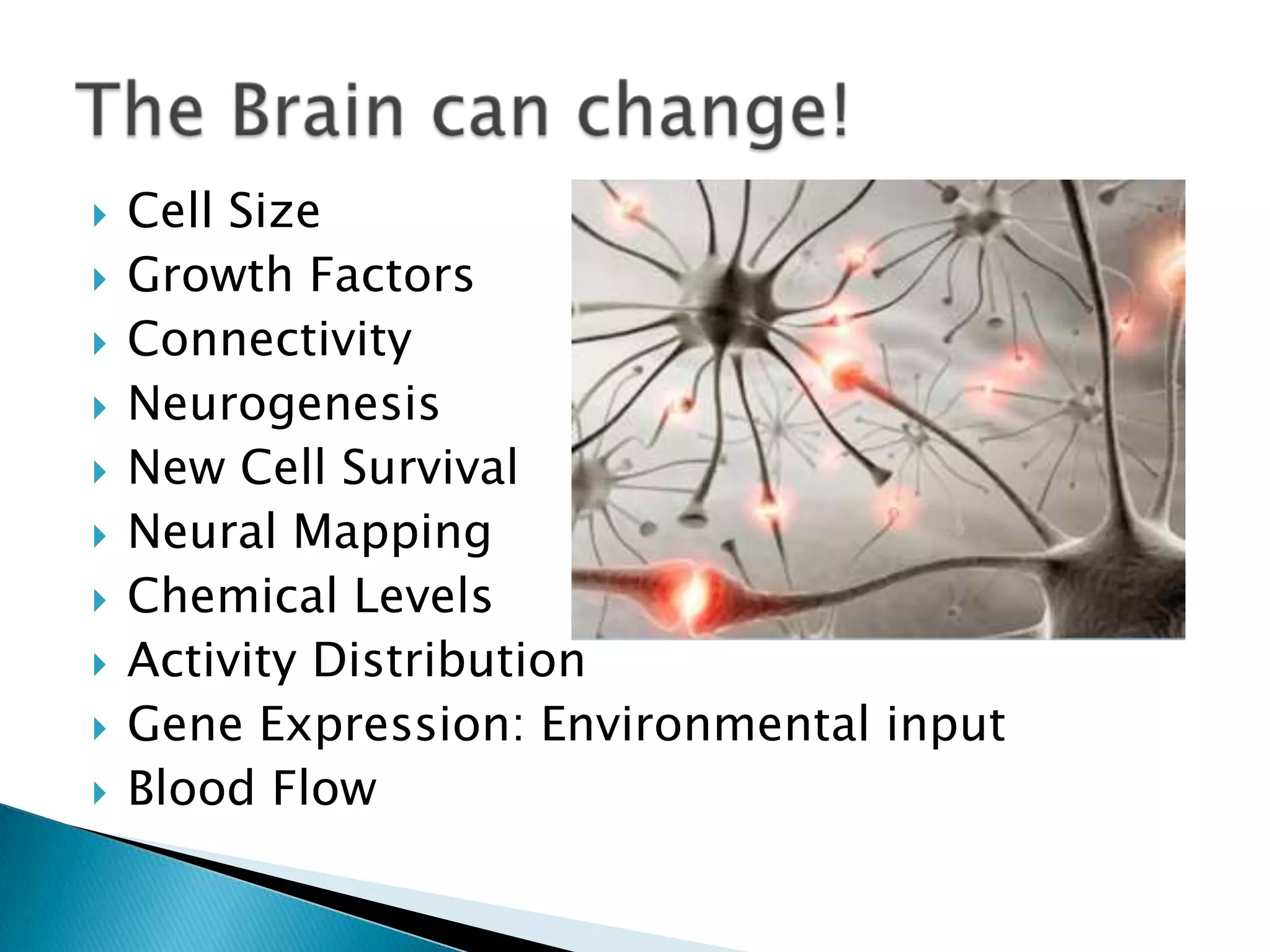 Cell SizeGrowth FactorsConnectivityNeurogenesisNew Cell SurvivalNeural MappingChemical LevelsActivity DistributionGene Expression: Environmental inputBlood Flow The Brain can change!